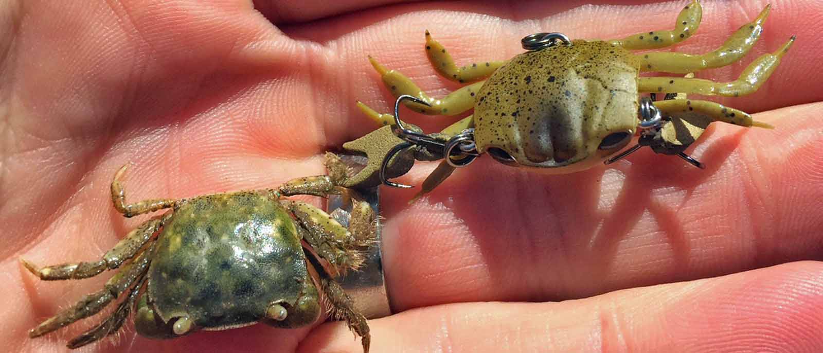 Cranka crab deals